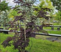 Albizia julibrissin 'Summer Chocolate' - Perzische slaapboom 'Summer Chocolate' - 2