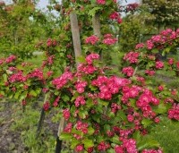 Crataegus leavigata 'Paul's Scarlet' - Rode Meidoorn - 2