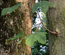Acer pseudoplatanus