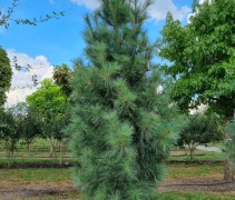Pinus wallichiana 'Densa'