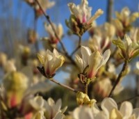Magnolia 'Sunrise' - Magnolia 'Sunrise' - 2