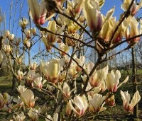 Magnolia 'Sunrise' - Magnolia 'Sunrise' - 1