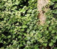 Hedera helix 'Arborescens' - Struikklimop - 2