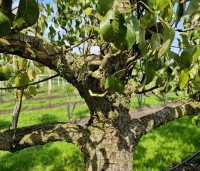 Pyrus com. 'Conference' - Pyrus com. 'Conference' - 6