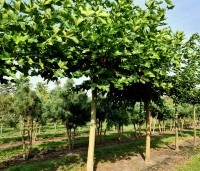 Platanus hispanica - Plataan - 1