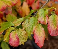 Parrotia persica 'Vanessa' - Perzisch IJzerhout - 1