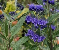 Caryopteris x clandonensis 'Heavenly Blue' - Blauwe spirea 'Heavenly Blue' - 2