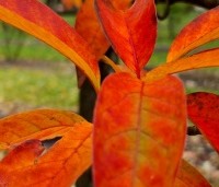 Nyssa sinensis - Chinese tulepoboom - herfstkleur blad