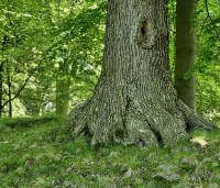 Quercus robur - Zomereik - 6