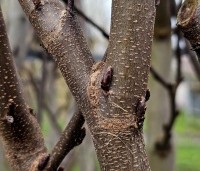 Cercis siliquastrum - Judasboom - 2