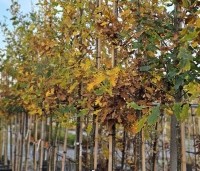 Quercus robur - Zomereik - hoogstambomen in pot in het najaar van 2025