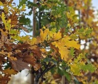Quercus robur - Zomereik - de fraaie herfstkleuren van de zomereik