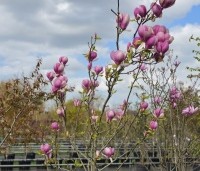 Magnolia soulangeana 'Lennei' - Beverboom - 2