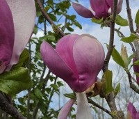 Magnolia soulangeana 'Lennei' - Beverboom - 1