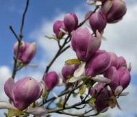 Magnolia soulangeana 'Lennei' - Beverboom - 3