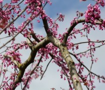 Cercis Canadensis 'Ruby Falls'