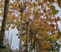 Prunus x subhirtella 'Autumnalis' - Winterkers - 2