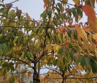 Prunus x subhirtella 'Autumnalis' - Winterkers - 1