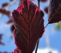 Fagus sylvatica 'Purpurea Tricolor' - Bonte rode beuk - 2
