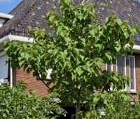 Catalpa bignonioides - Trompetboom - 5