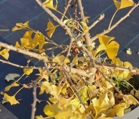Ginkgo biloba 'Mariken' - Mini Japanse notenboom  Tempelboom - 1