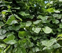 Tilia x europaea 'Euchlora' - Linde - 1