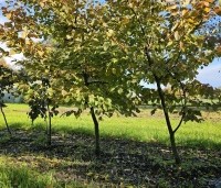 Carpinus bet. 'Rockhampton Red' - Haagbeuk 'Rockhampton Red' - 4