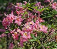 Rhododendron (AP)  'Fanny' - Azalea 'Fanny' - 3