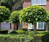 Catalpa bignonioides 'Nana' - Bolcatalpa - 4
