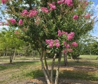 Lagerstroemia indica 'Rosea' - Indische sering - 3