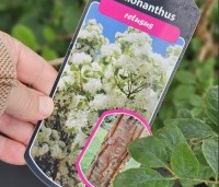 Chionanthus retusus - Sneeuwvlokkenboom - 1