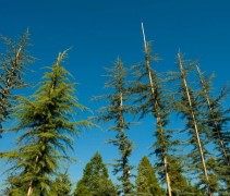 Cedrus