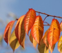 Prunus yedoensis