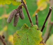 Corylus 'Halle'sche Riesen'
