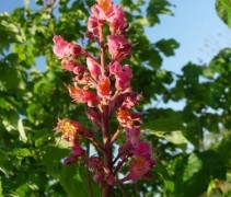 Detail bloem Aesculus carnea 