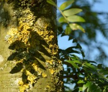 Gleditsia triachanthos 'Inermis' / stam Valse Christusdoorn 'Inermis'