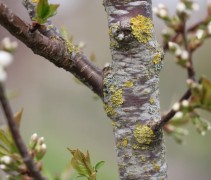 Prunus avium 'Plena'