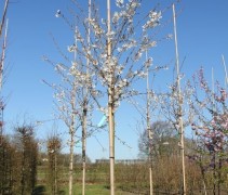 Prunus Royal Flame