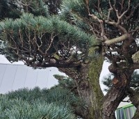 Pinus parviflora 'Glauca' - Japanse witte den 'Glauca' - 3