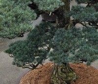 Pinus parviflora 'Glauca' - Japanse witte den 'Glauca' - 5