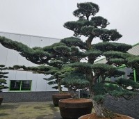 Pinus parviflora 'Glauca' - Japanse witte den 'Glauca' - 4