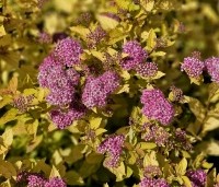 Spiraea japonica 'Golden Princess' - Spierstruik 'Golden Princess' - vakbeplanting  - 2