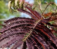 Albizia julibrissin 'Summer Chocolate' - Perzische slaapboom 'Summer Chocolate' - 3