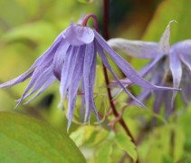 Clematis 'Spiky'