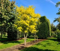 Robinia pseudoacacia 'Frisia'