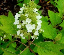 Hydrangea quercifolia bloei
