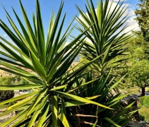 Yucca toegepast in stadspark Florence