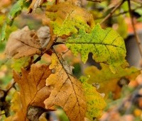 Quercus pubescens - Donzige eik - 9