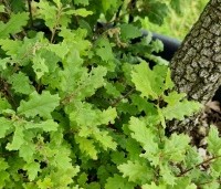 Quercus pubescens - Donzige eik - 8