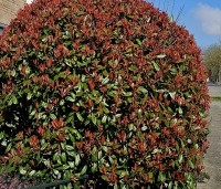 Photinia fraseri 'Red Robin'  - Glansmispel - 4
